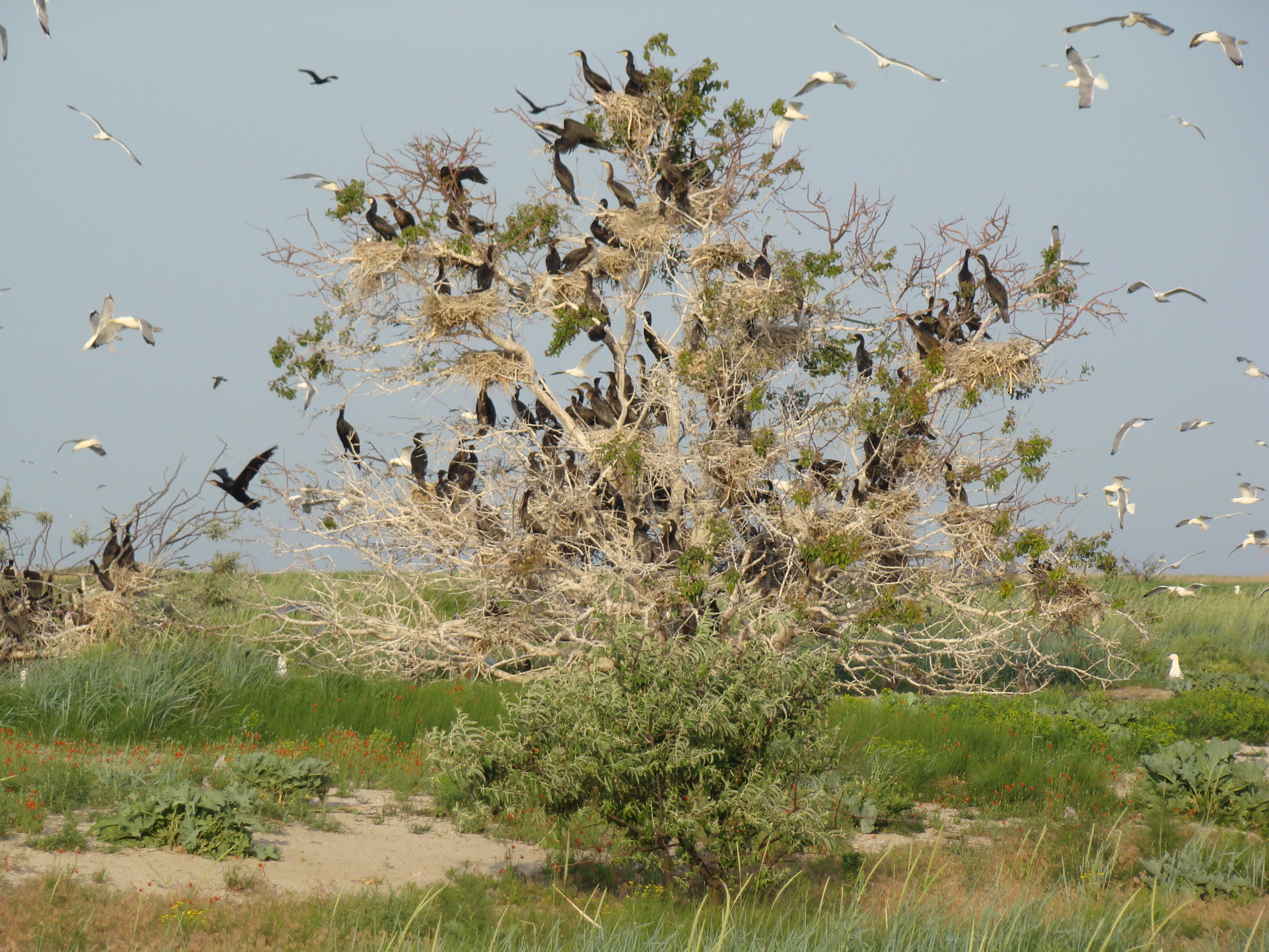 Obytochna Spit, Phalacracorax carbo